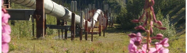 An essential to Alaska’s economy, the Trans-Alaska Pipeline zig zags through spring flowers.